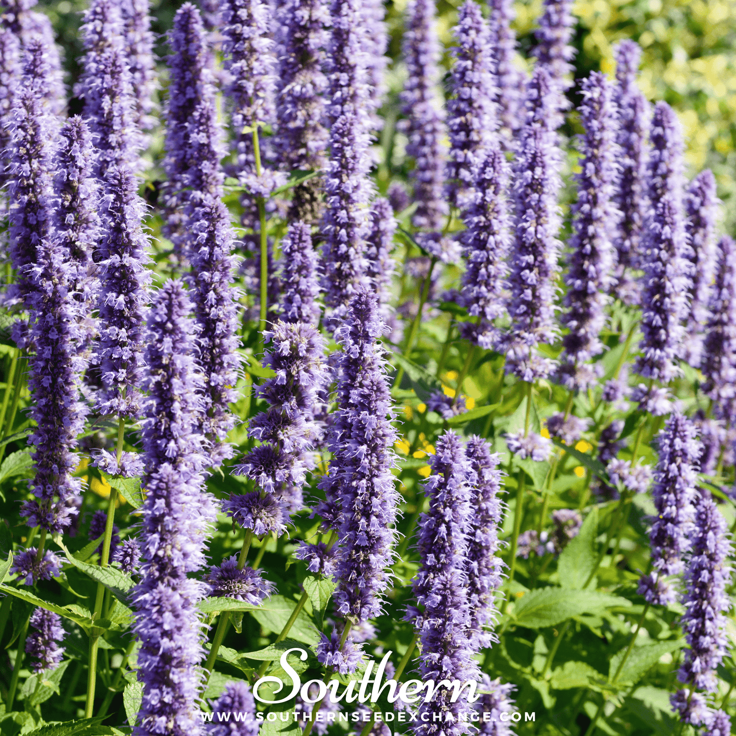 Korean Mint – 50 Seeds