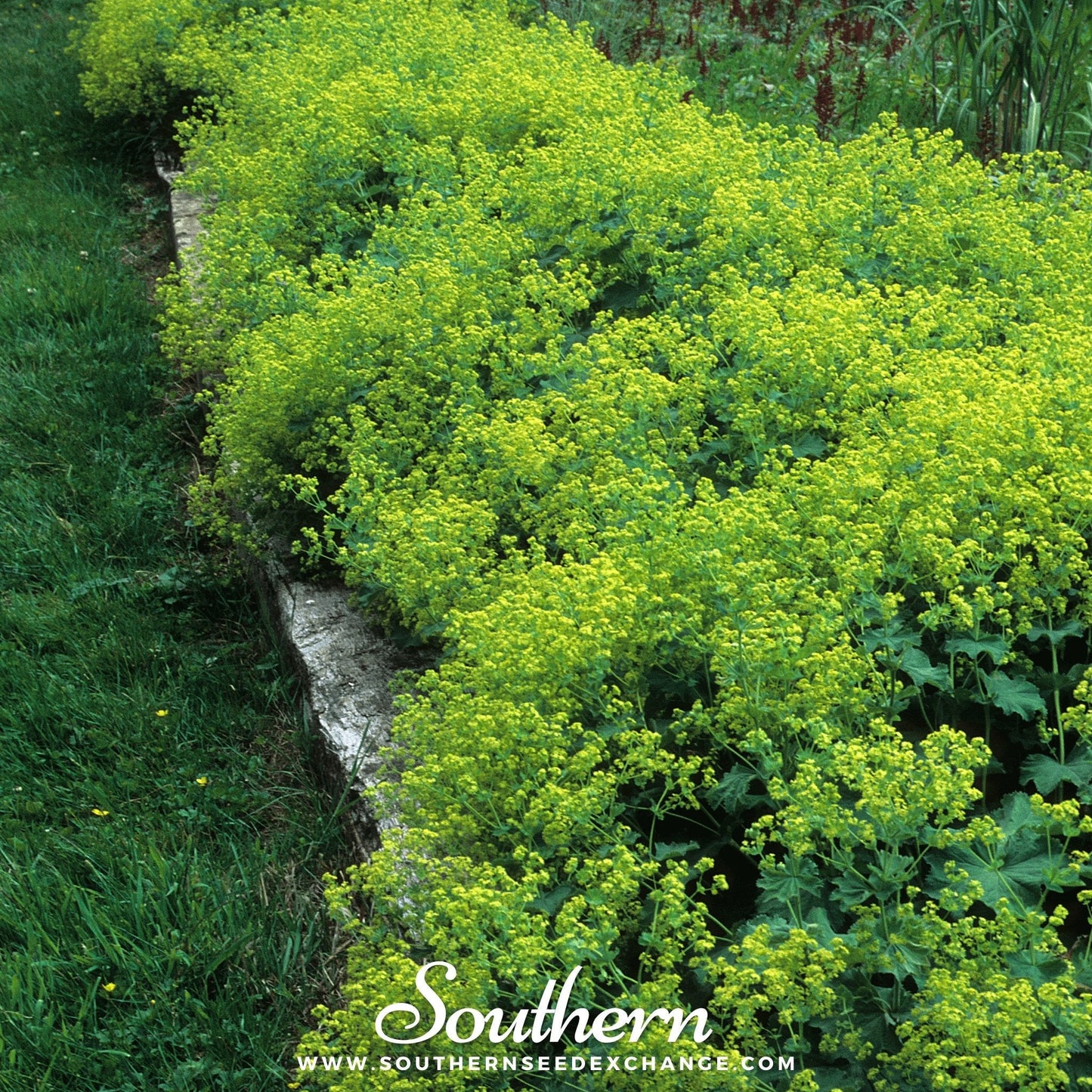 Lady’s Mantle – 50 Seeds