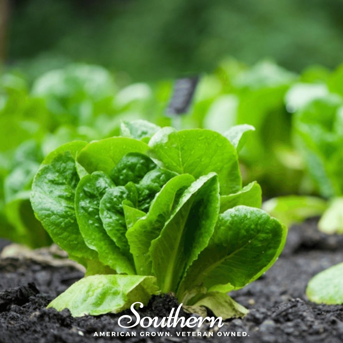 Parris Island Cos Lettuce – 500 Seeds