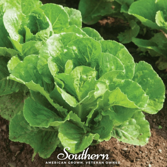 Parris Island Cos Lettuce – 500 Seeds