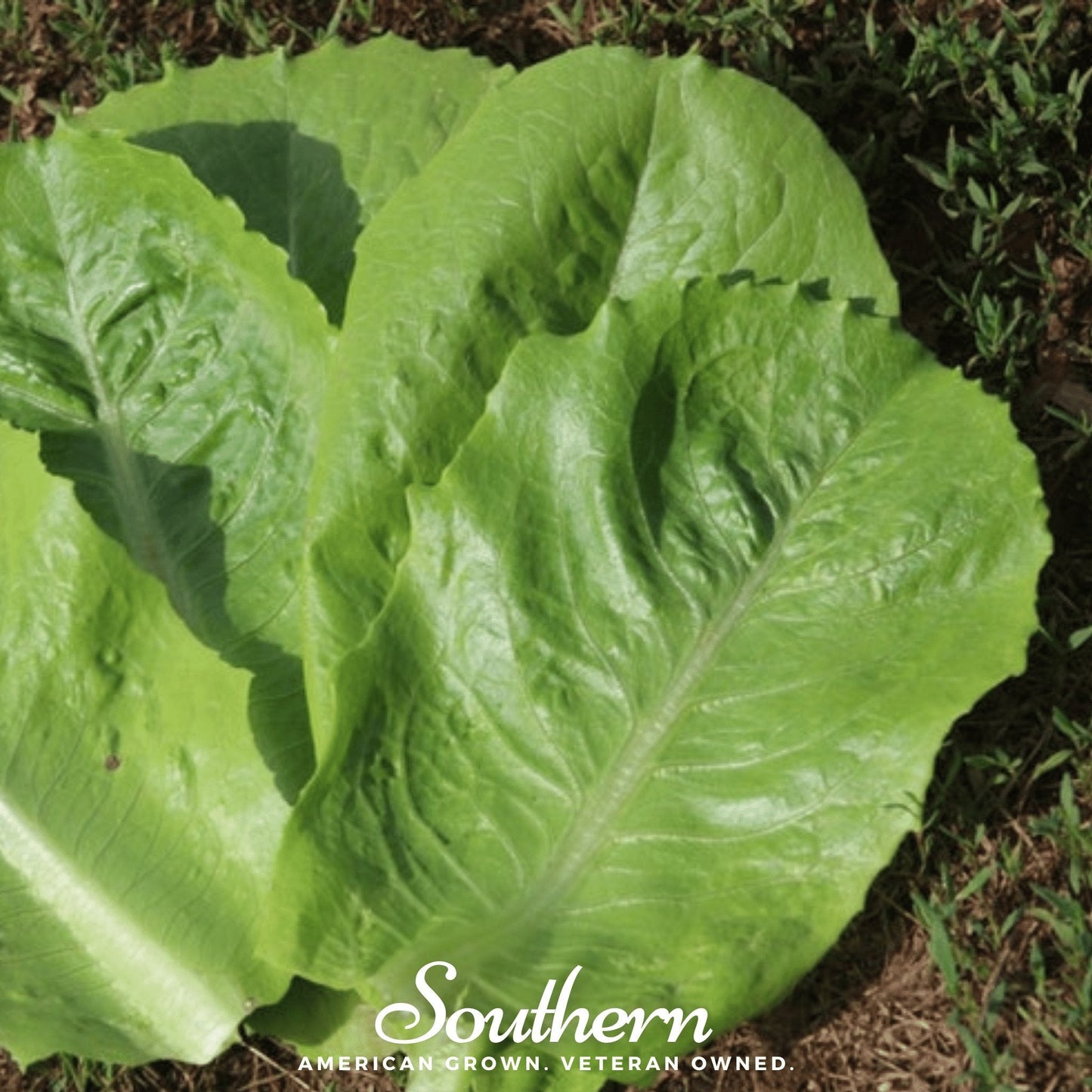 Parris Island Cos Lettuce – 500 Seeds