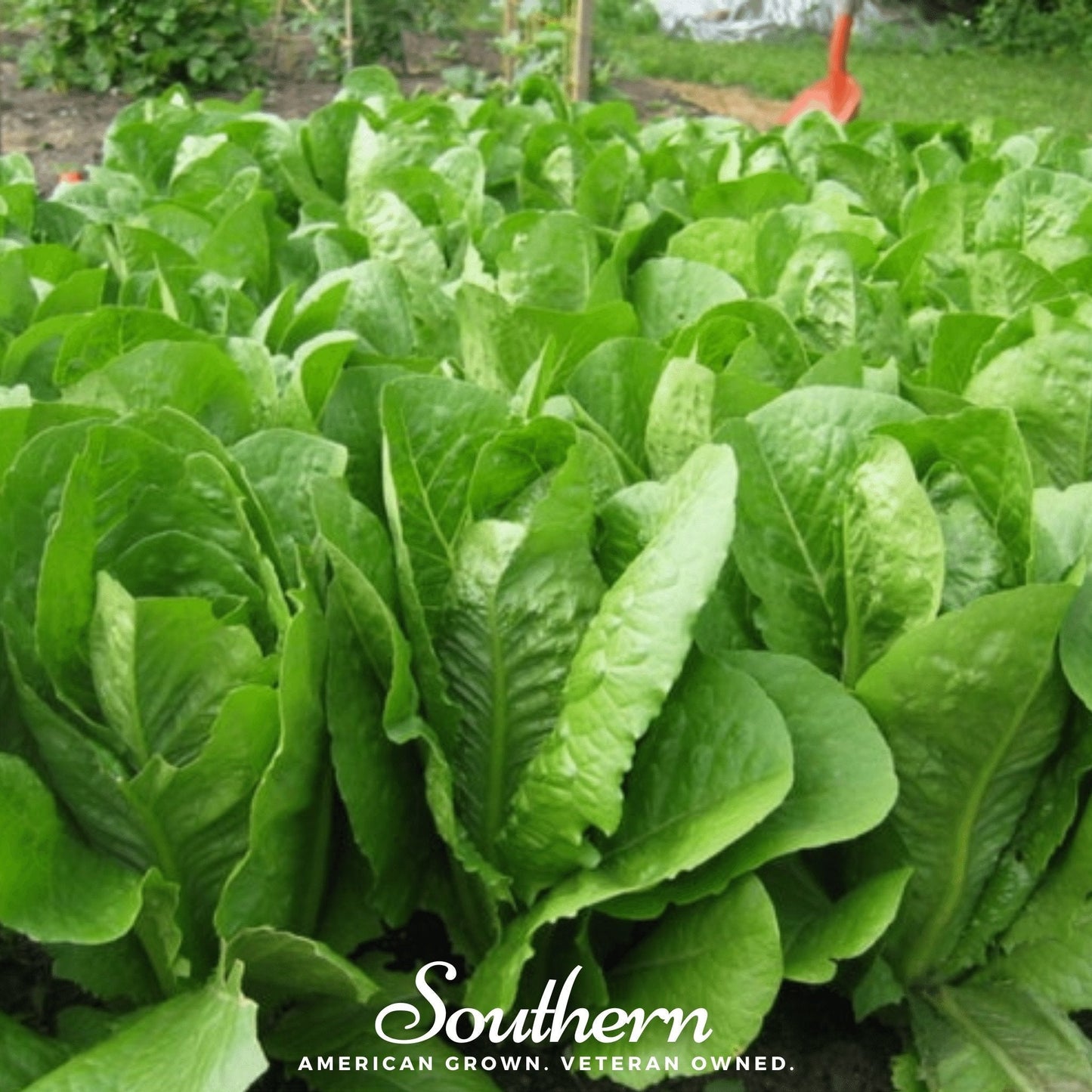 Parris Island Cos Lettuce – 500 Seeds