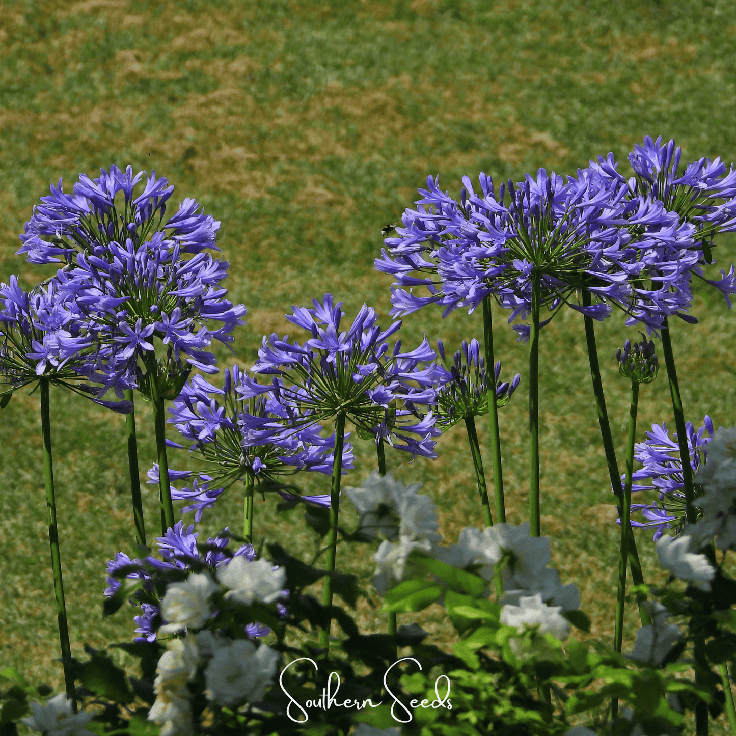 African Lily – 25 Seeds