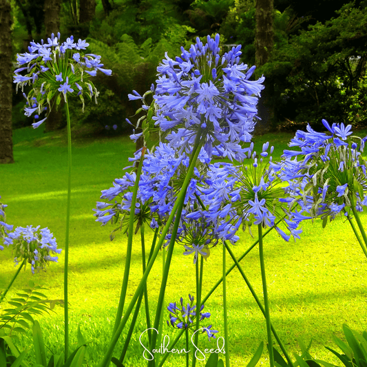 African Lily – 25 Seeds