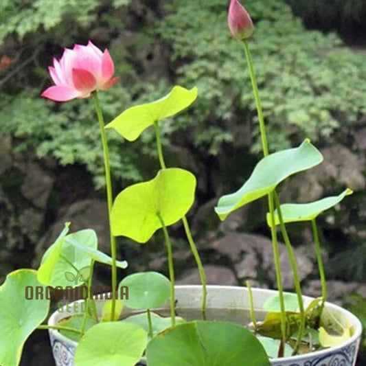 Nelumbo Nucifera Lotus Pink, Water Plant, Fresh Seeds for Gardening Enthusiasts  Premium Quality Organic Seeds