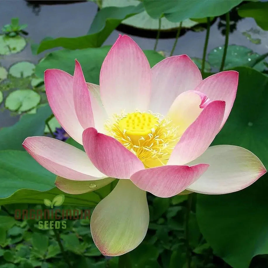 Nelumbo Nucifera Lotus Pink, Water Plant, Fresh Seeds for Gardening Enthusiasts  Premium Quality Organic Seeds