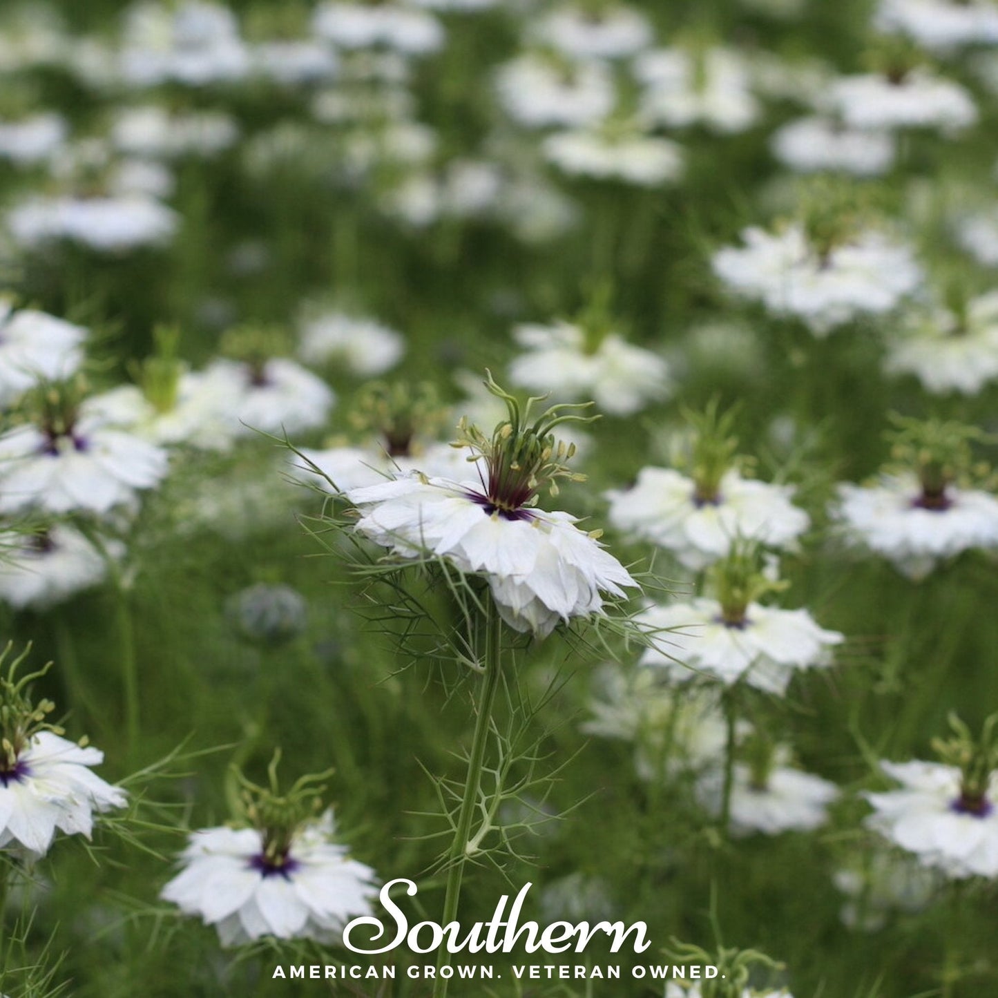 Albion Black Pods Love in a Mist – 100 Mixed Seeds