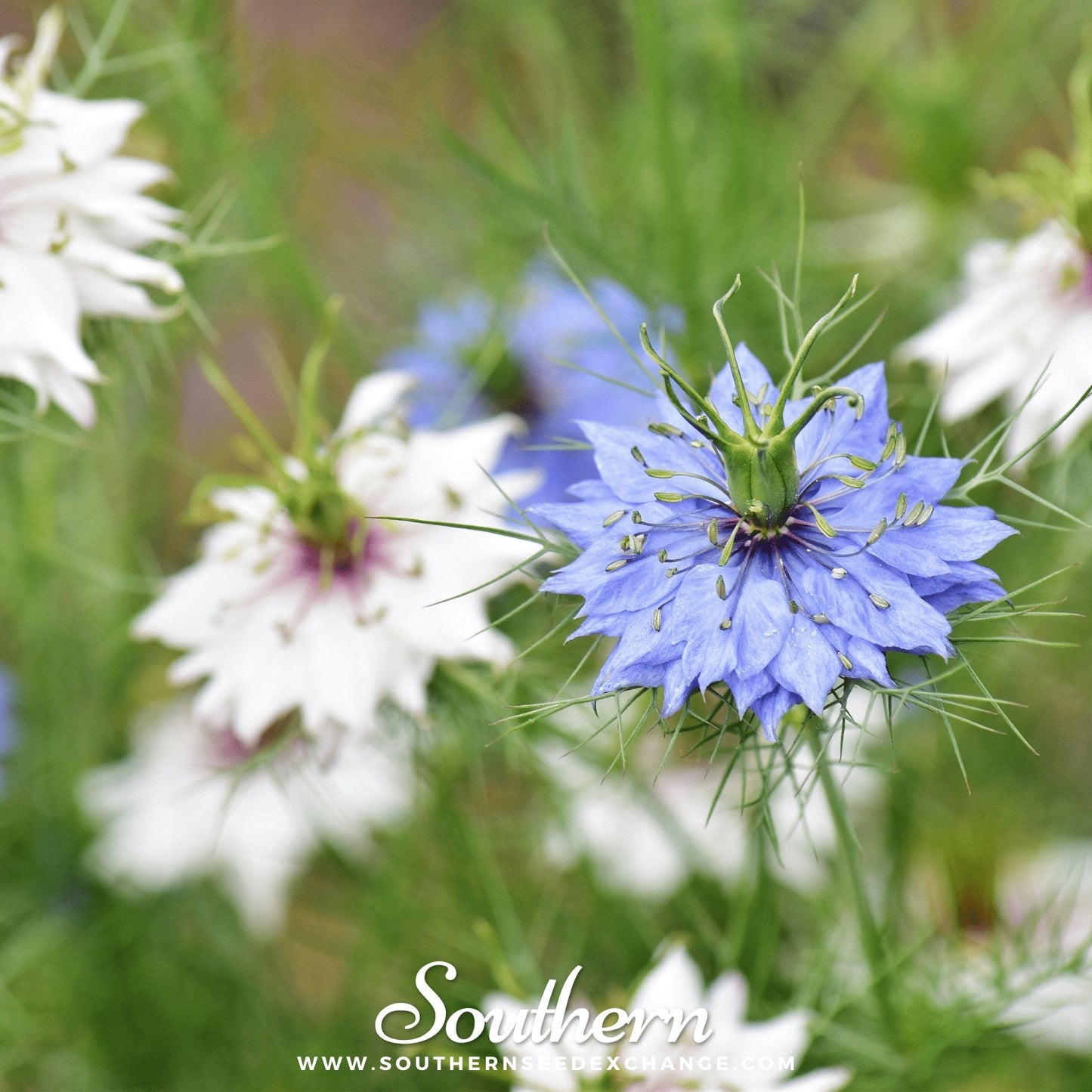 Jewels Mix Love in a Mist – 200 Mixed Seeds