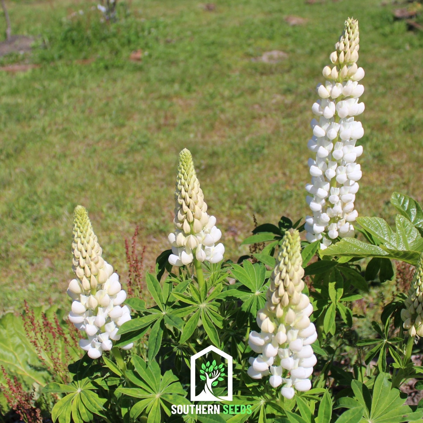 Noble Maiden Lupine Russell – 50 Seeds