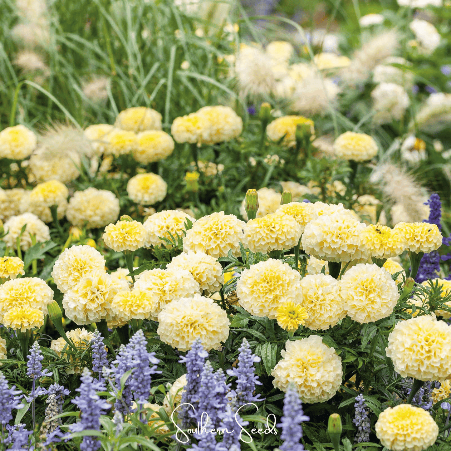 Moonlight African Marigold – 50 Seeds