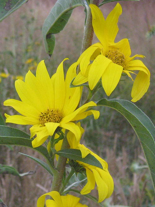 Heirloom Non-GMO Yellow Maximilian Flower Seeds for Planting – Tall Sunflower-Like Blooms
