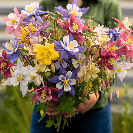 McKana Giant Columbine – 100 Seeds