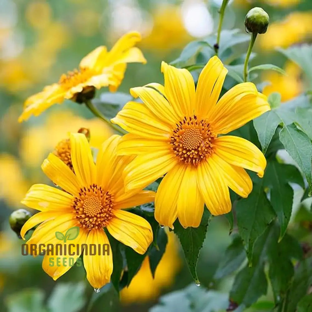Mexican Sunflower Seeds - Mix, A Vibrant Collection of Colorful Sunflowers for Your Garden