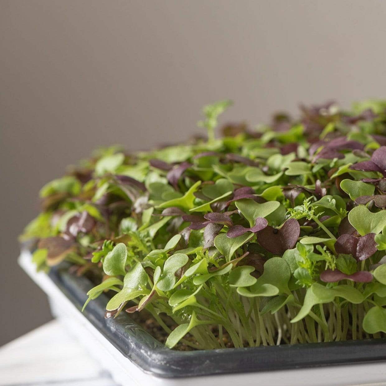 Southern Spice Mix Microgreens – 8 grams