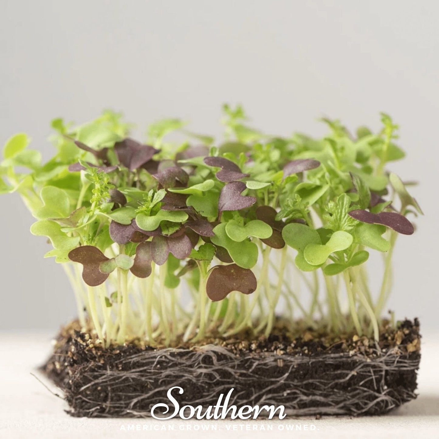 Southern Spice Mix Microgreens – 8 grams