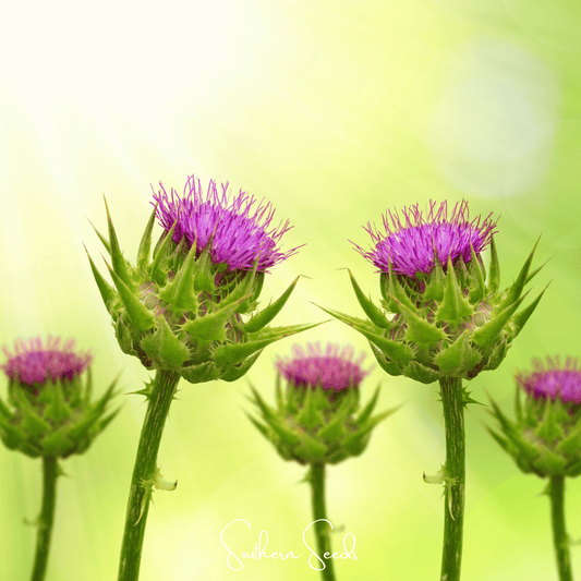 Milk Thistle – 20 Seeds