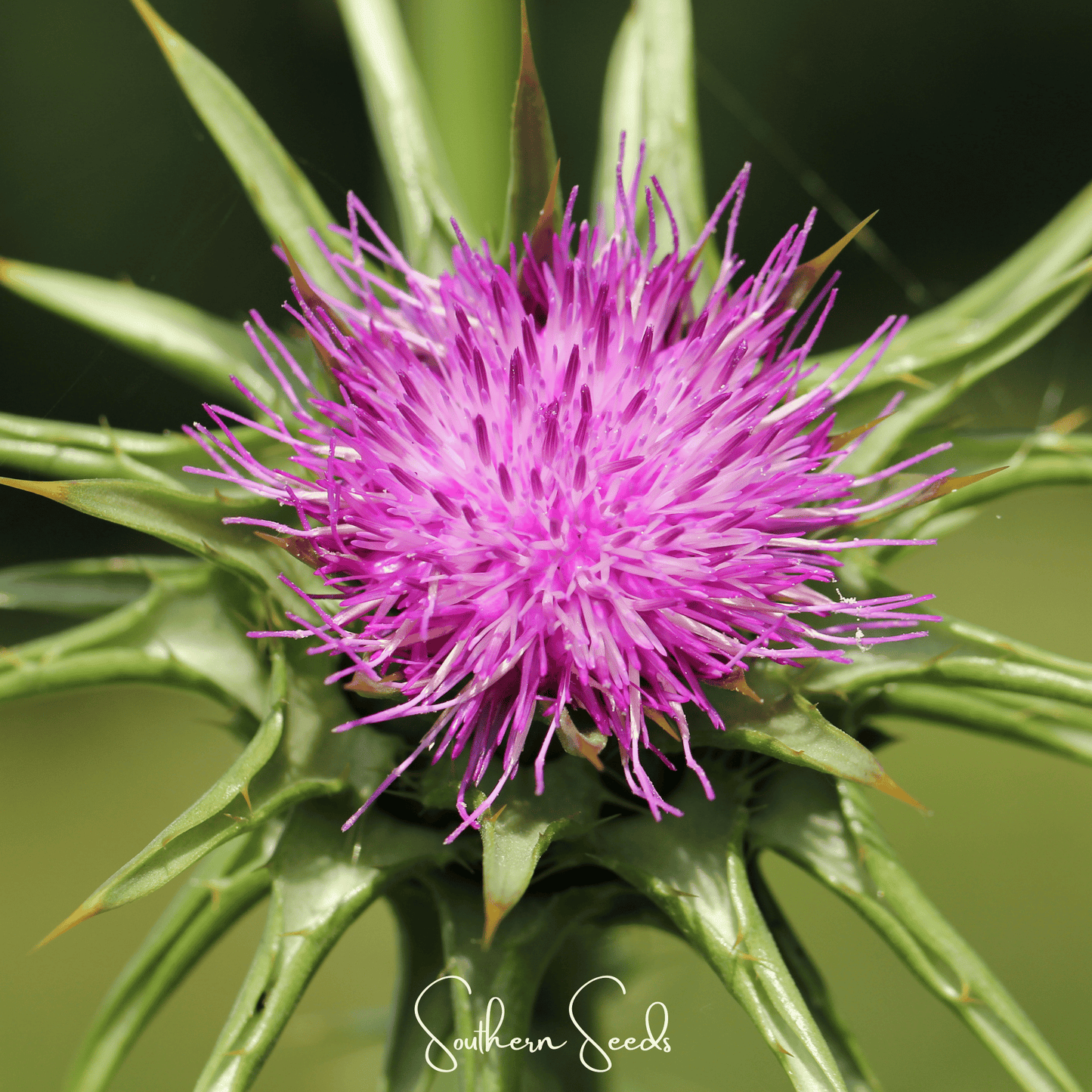 Milk Thistle – 20 Seeds