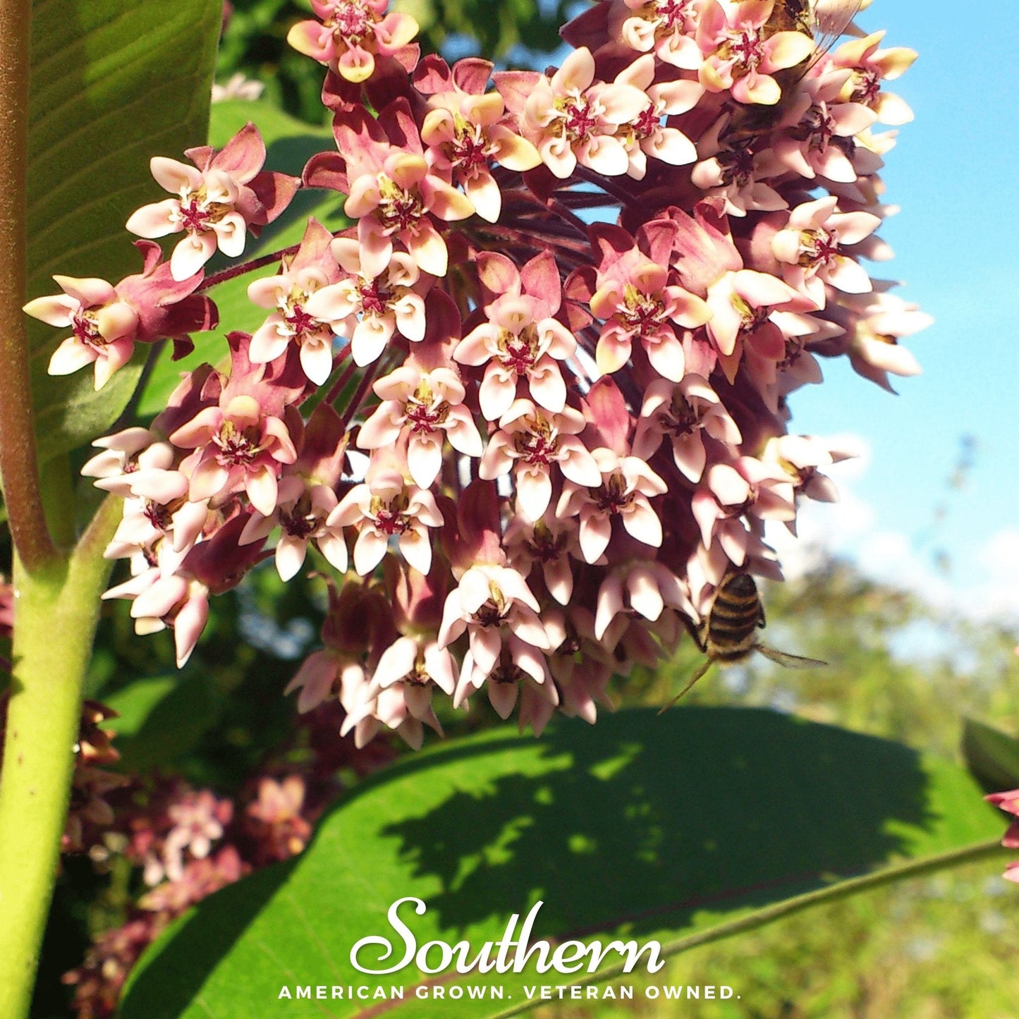 Common Milkweed – 50 Seeds