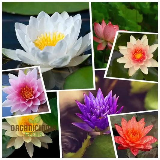 Mixed Bowl Lotus Seeds for Planting,Gardening Enthusiasts