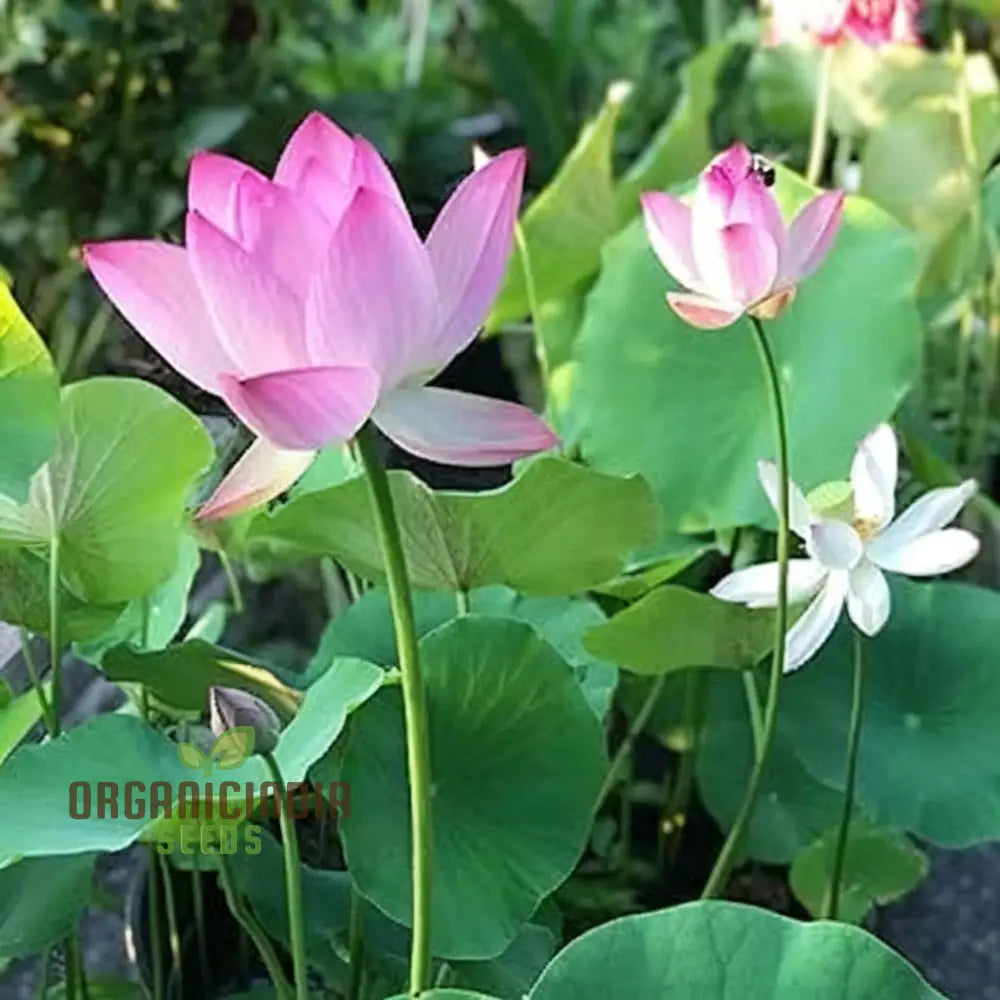 Mixed Bowl Lotus Seeds for Planting,Gardening Enthusiasts