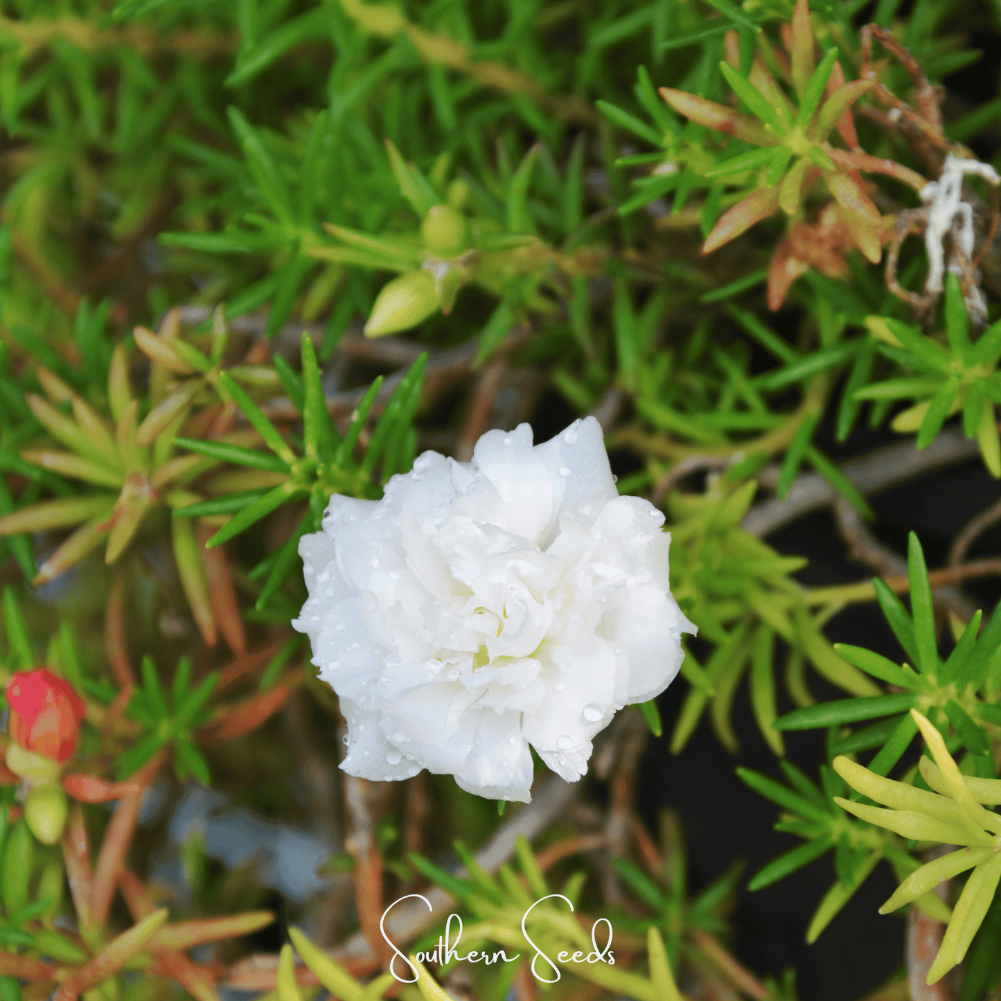 White Moss Rose – 250 Seeds