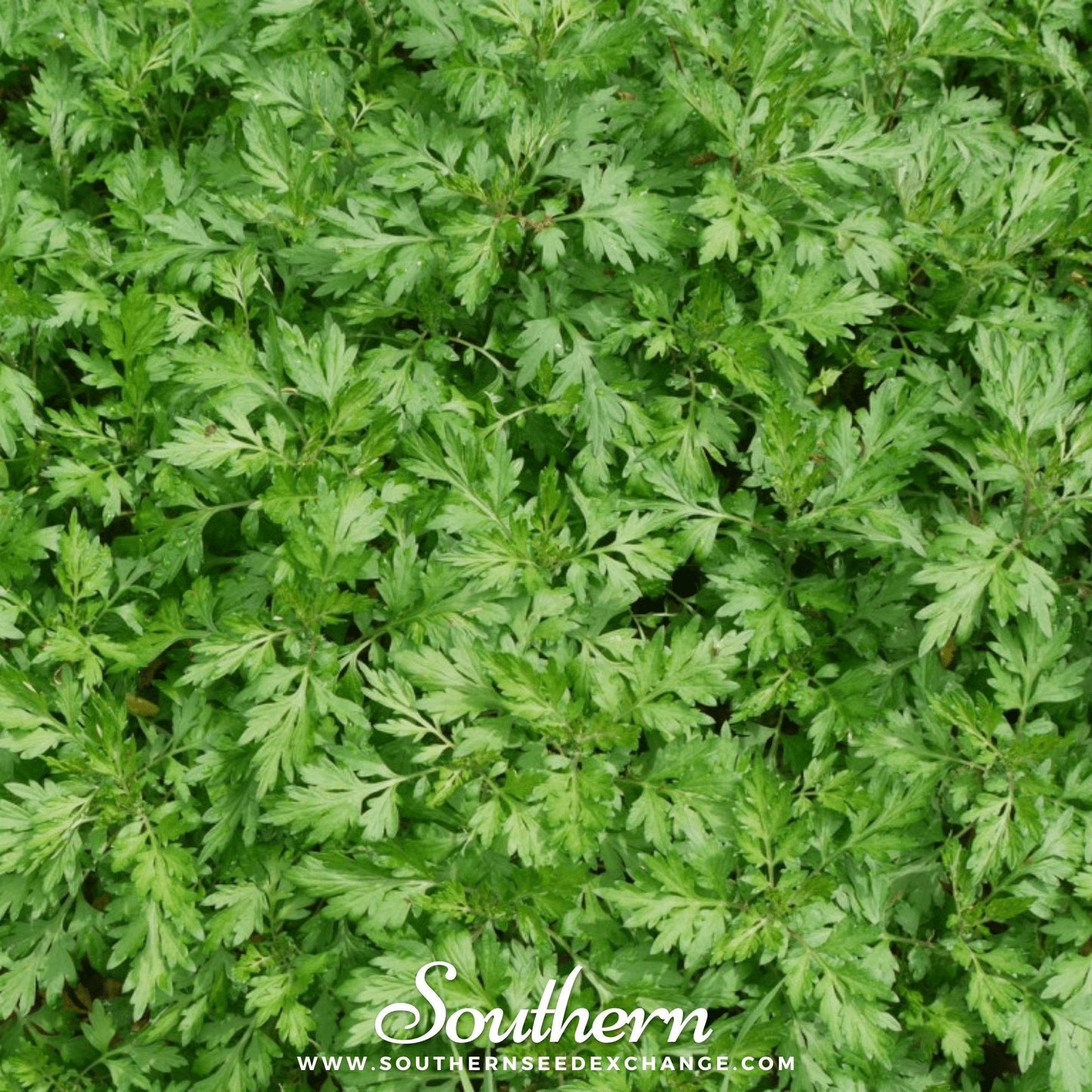Mugwort – 100 Seeds