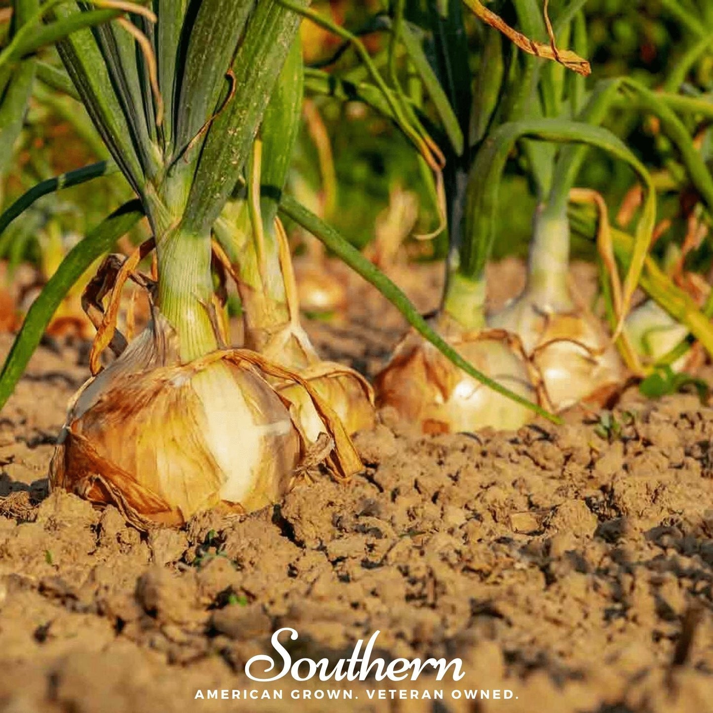 Utah Yellow Sweet Spanish Onion – 200 Seeds