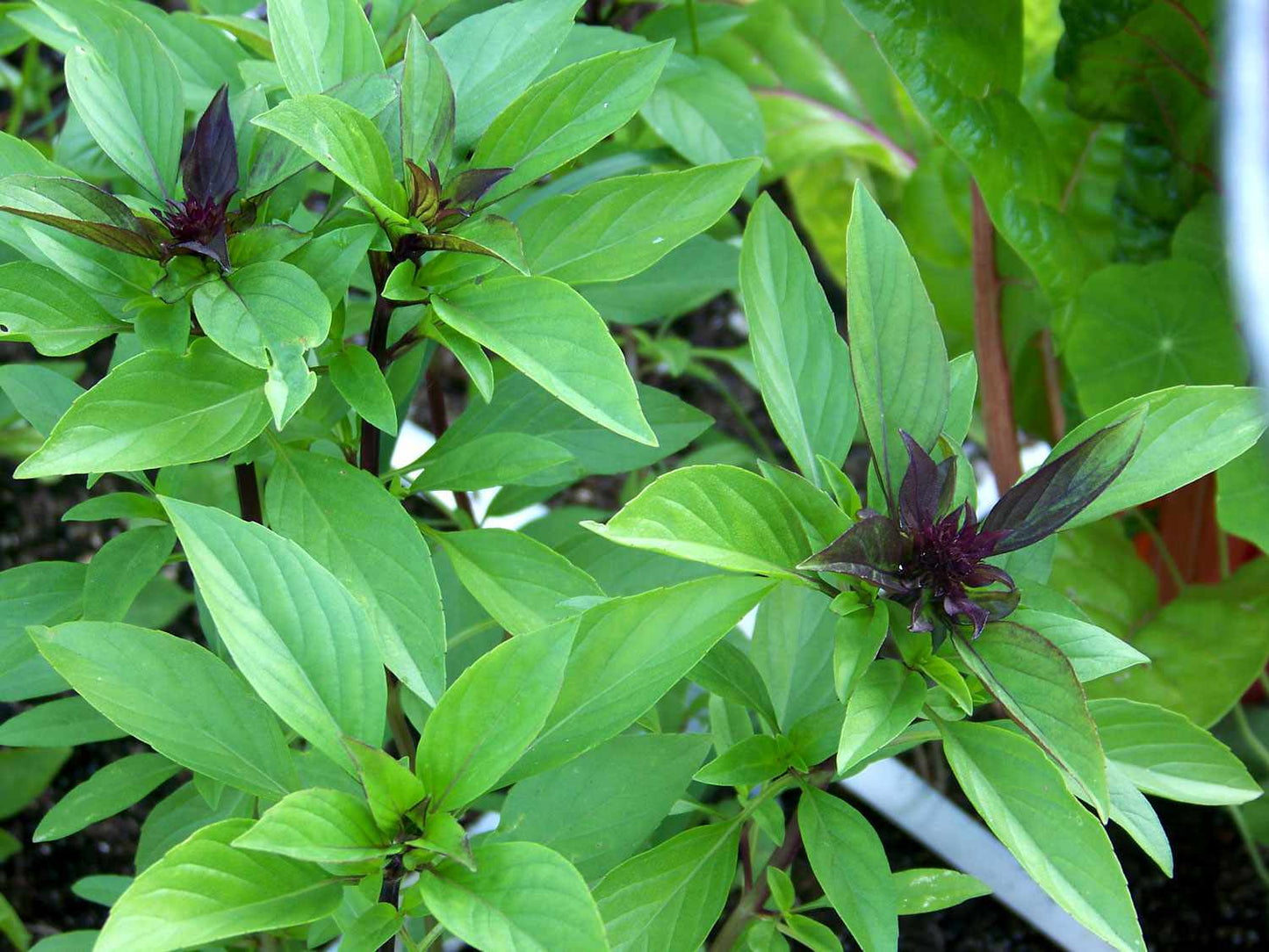 Thai Basil Herb Seeds for Planting – Heirloom, Non-GMO, High Germination Organic Garden Seeds for Culinary Use