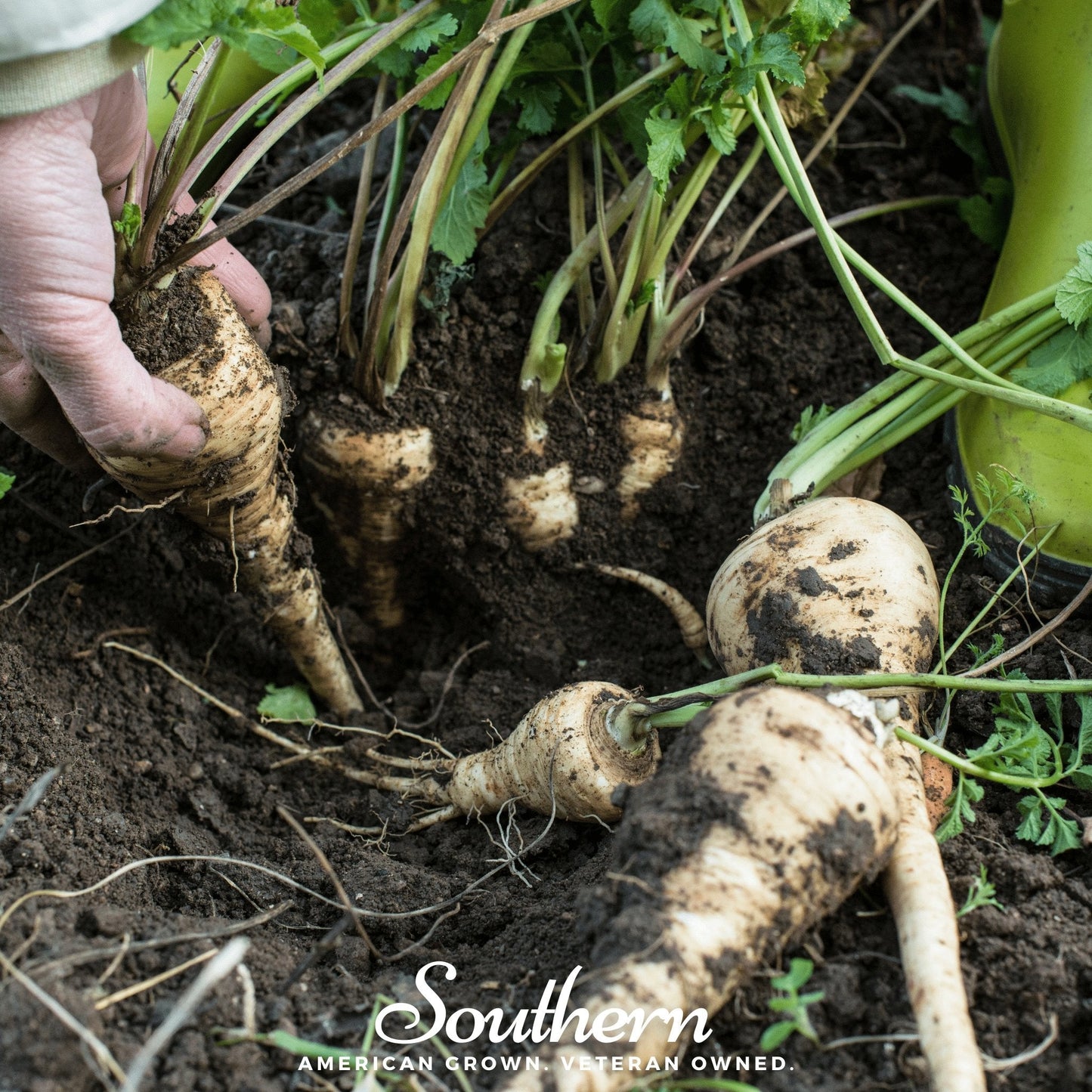 All American Parsnip – 100 Seeds
