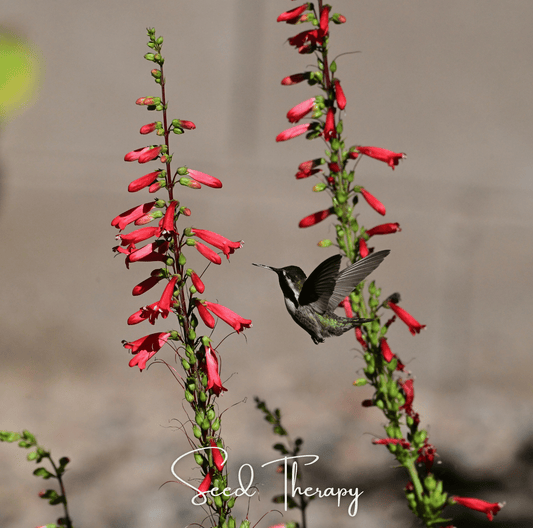 Firecracker Penstemon – 100 Seeds