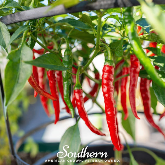Cayenne Long Slim Pepper – 30 Seeds