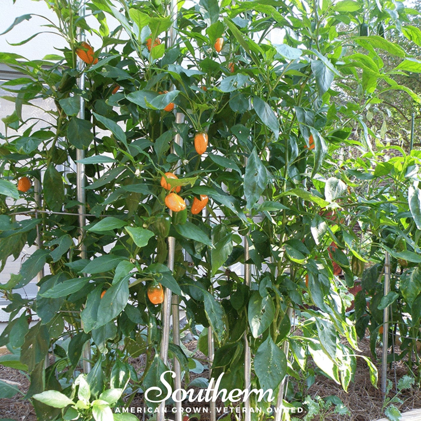 Lunchbox Sweet Pepper – 25 Seeds