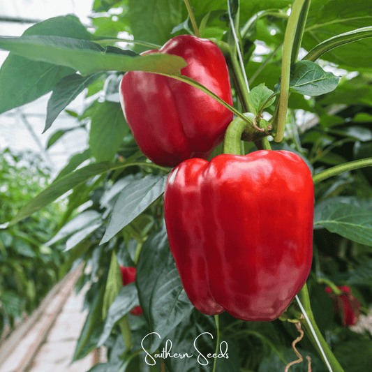 Yolo Wonder Bell Pepper – 30 Seeds