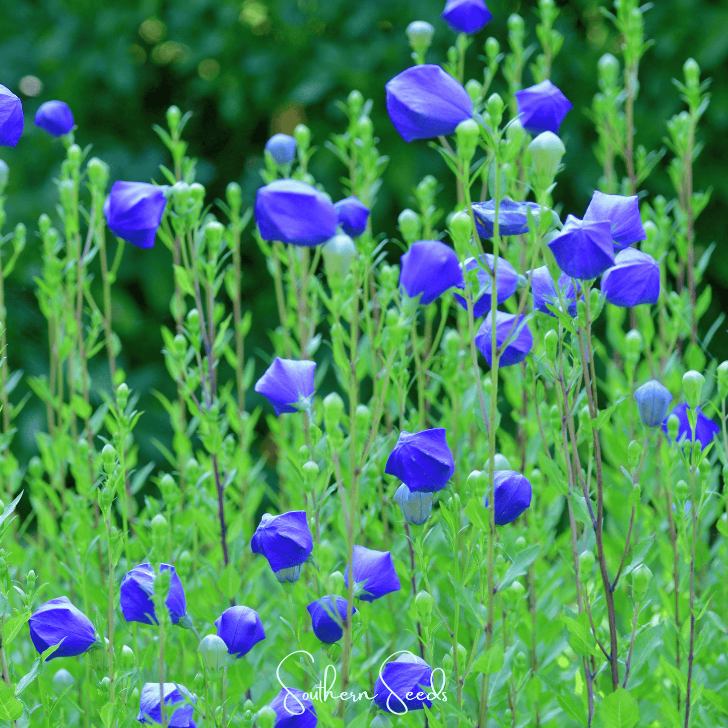 Pixie Patch Seed Collection – 10 Enchanted Varieties