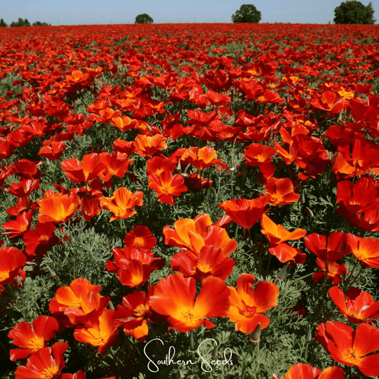 Red Chief California Poppy – 200 Seeds