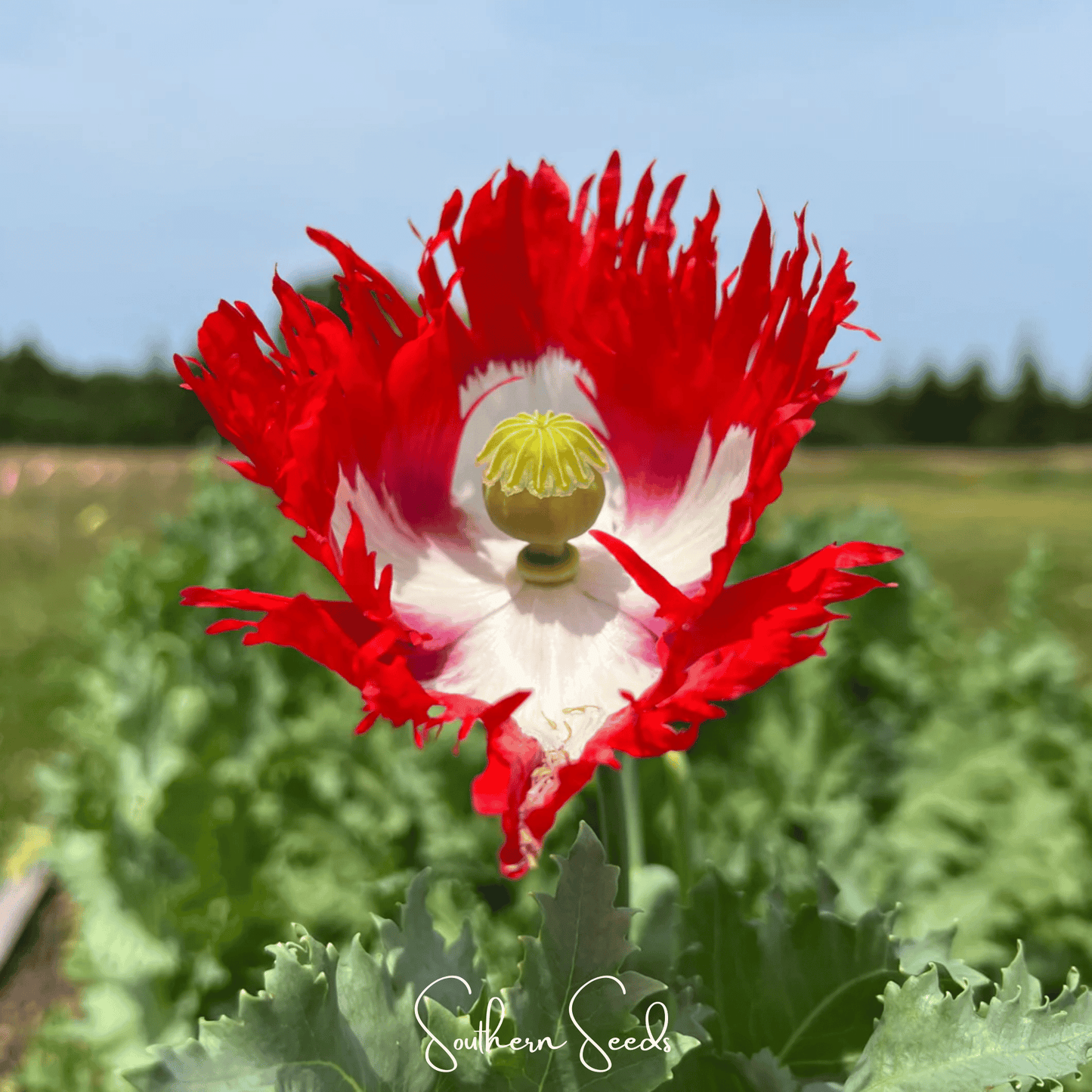 Danish Flag Poppy – 100 Seeds