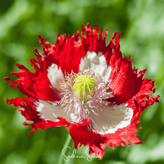 Danish Flag Poppy – 100 Seeds