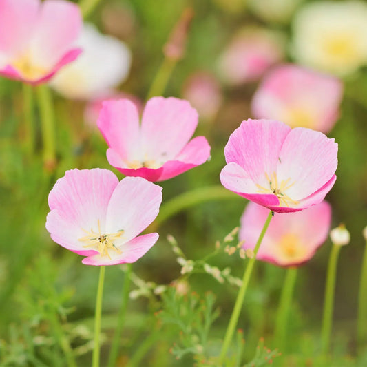 Purple Gleam California Poppy Flower Seeds for Planting – Heirloom & Non-GMO Wildflower Garden Seeds