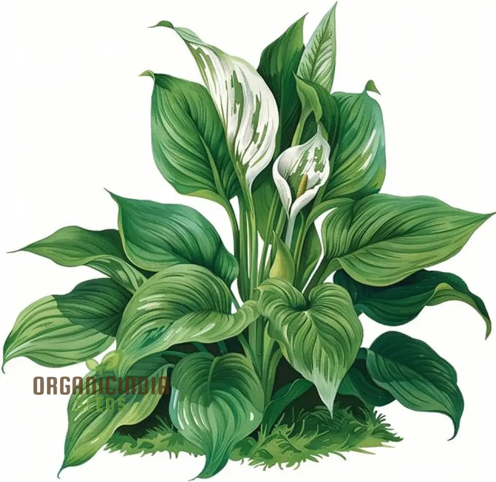 Premium Quality Hosta Mix Plant Seeds, Easy-to-Grow Varieties, Featuring, Green, and Variegated Hostas