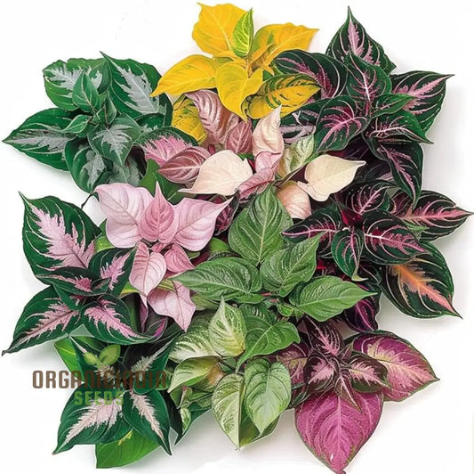 Premium Quality Hosta Mix Plant Seeds, Easy-to-Grow Varieties, Featuring, Green, and Variegated Hostas