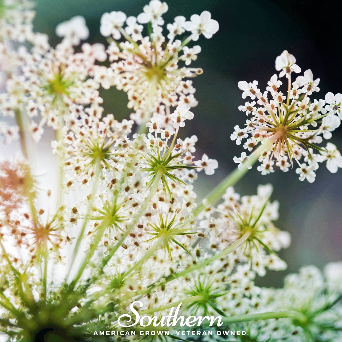 Queen Anne’s Lace – 100 Seeds