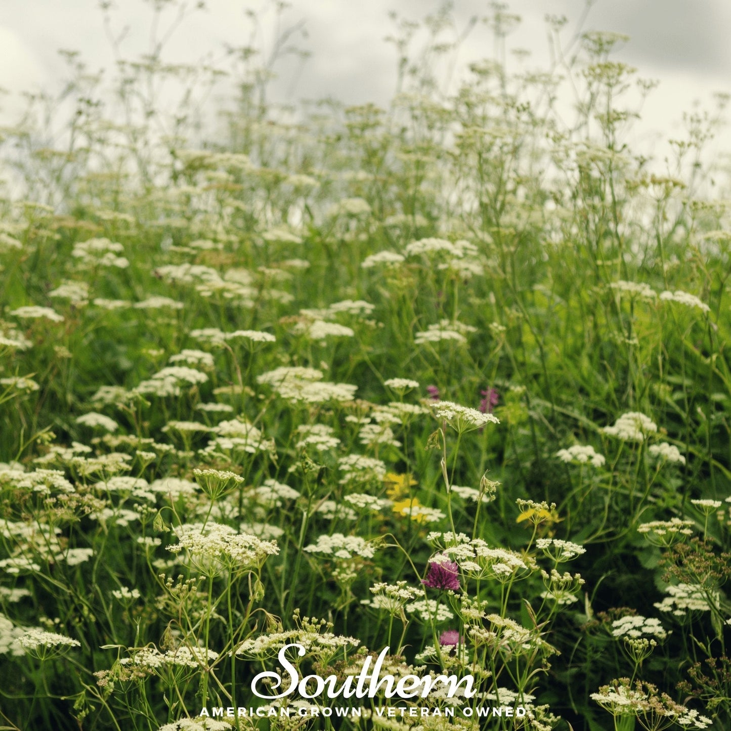 Queen Anne’s Lace – 100 Seeds