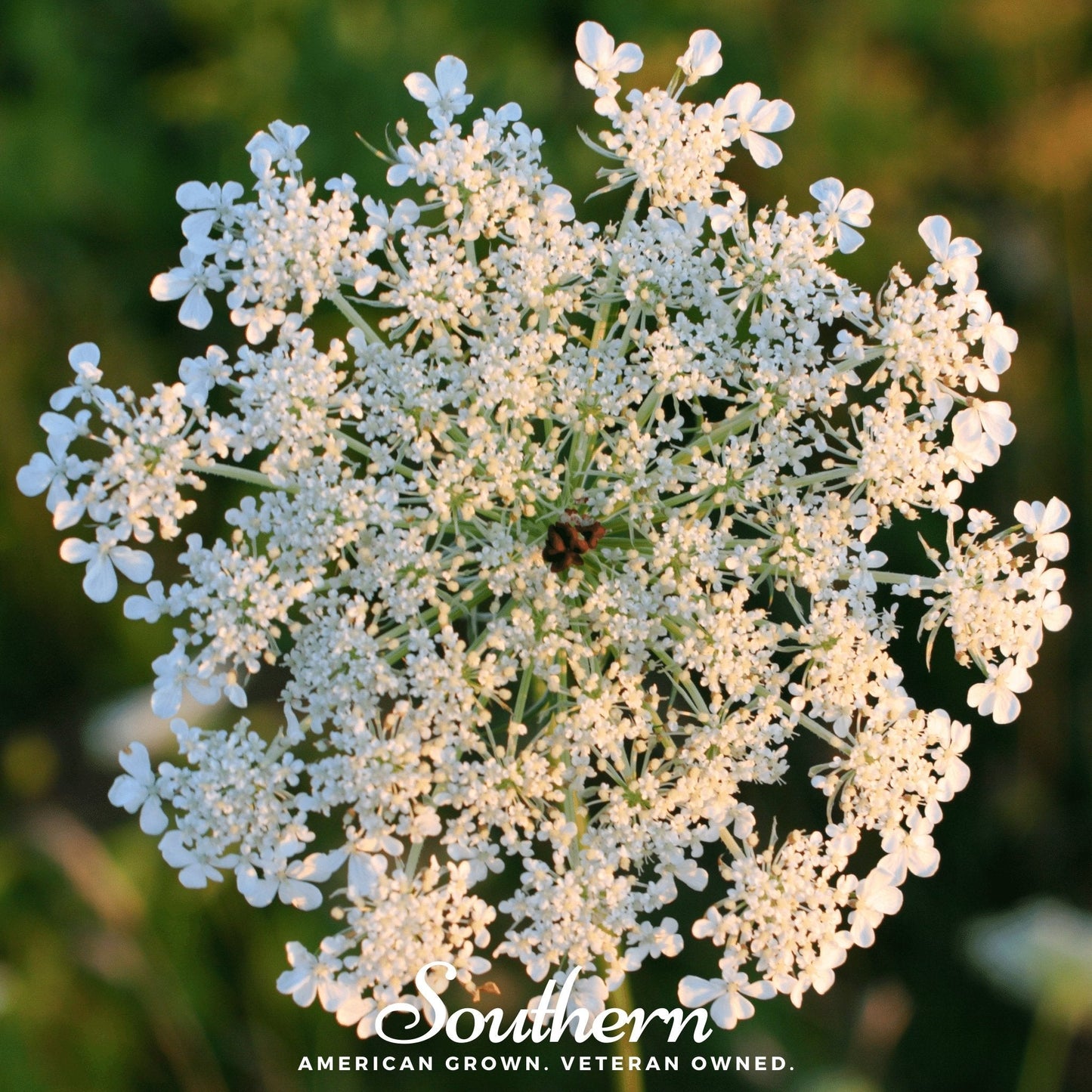 Queen Anne’s Lace – 100 Seeds