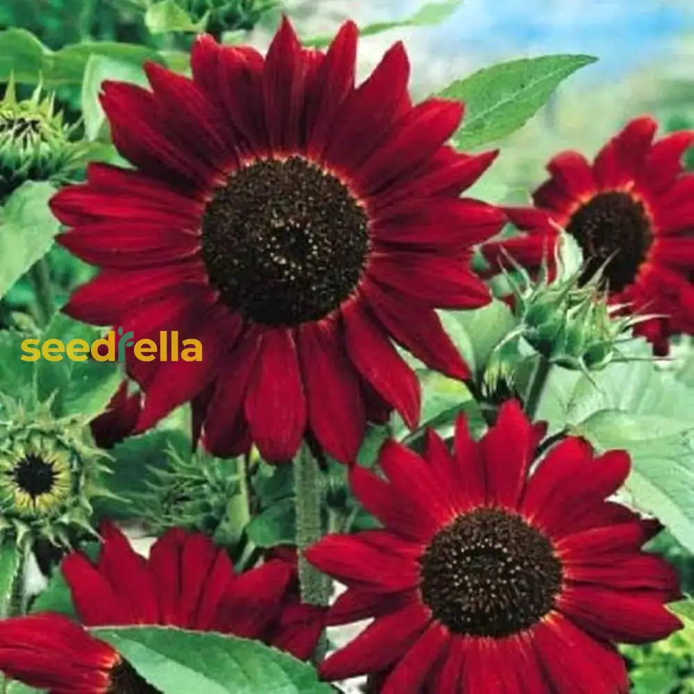Red Mini Sunflower Seeds for Garden Planting - Brighten Your Garden with Vibrant Blooms