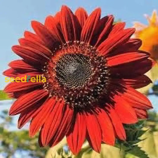 Red Mini Sunflower Seeds for Garden Planting - Brighten Your Garden with Vibrant Blooms