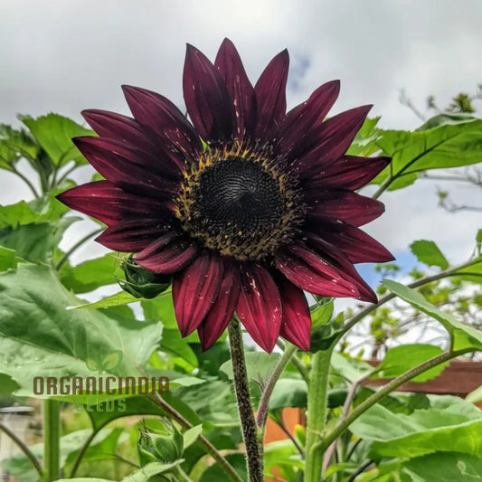 Red Velvet Queen Sunflower Seeds - Majestic Blooms for Bold and Brilliant Garden Displays