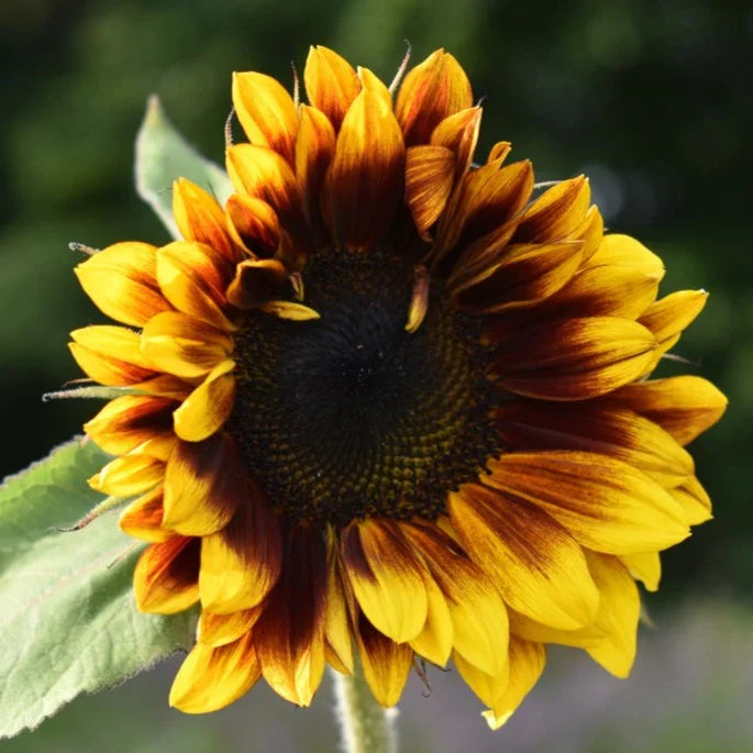 Sunflower Seeds - Ruby Passion Elevate Your Gardening with Bold, Vibrant Blooms!