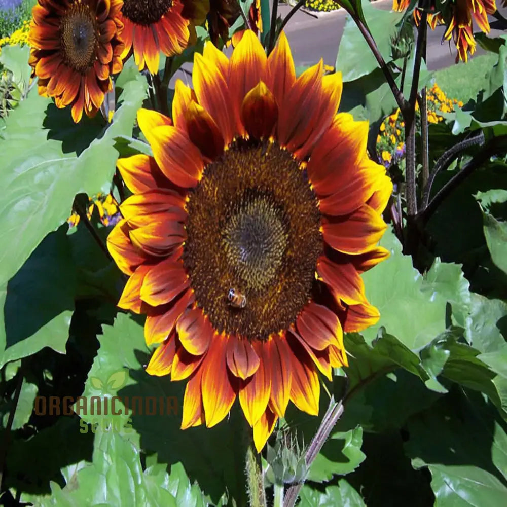 Sunflower Seeds - Ruby Passion Elevate Your Gardening with Bold, Vibrant Blooms!
