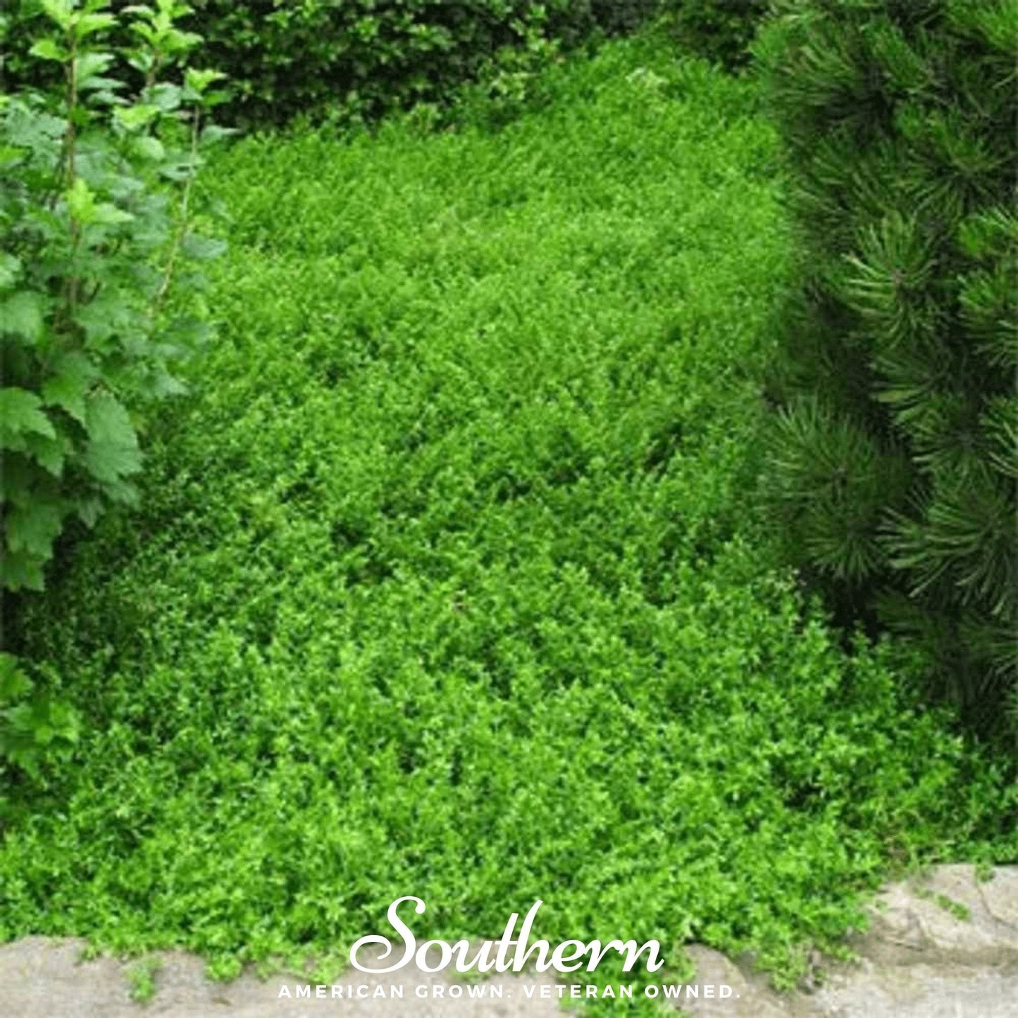Green Carpet Rupturewort – 100 Seeds