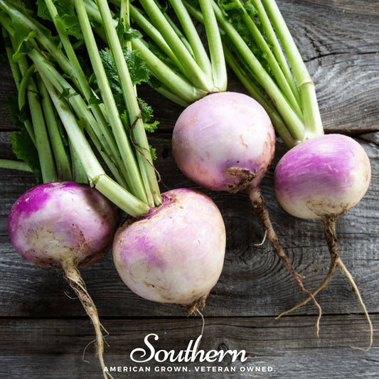 American Purple Top Rutabaga – 200 Seeds